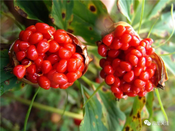 微信图片_20200528171727 微信图片_20200528171727