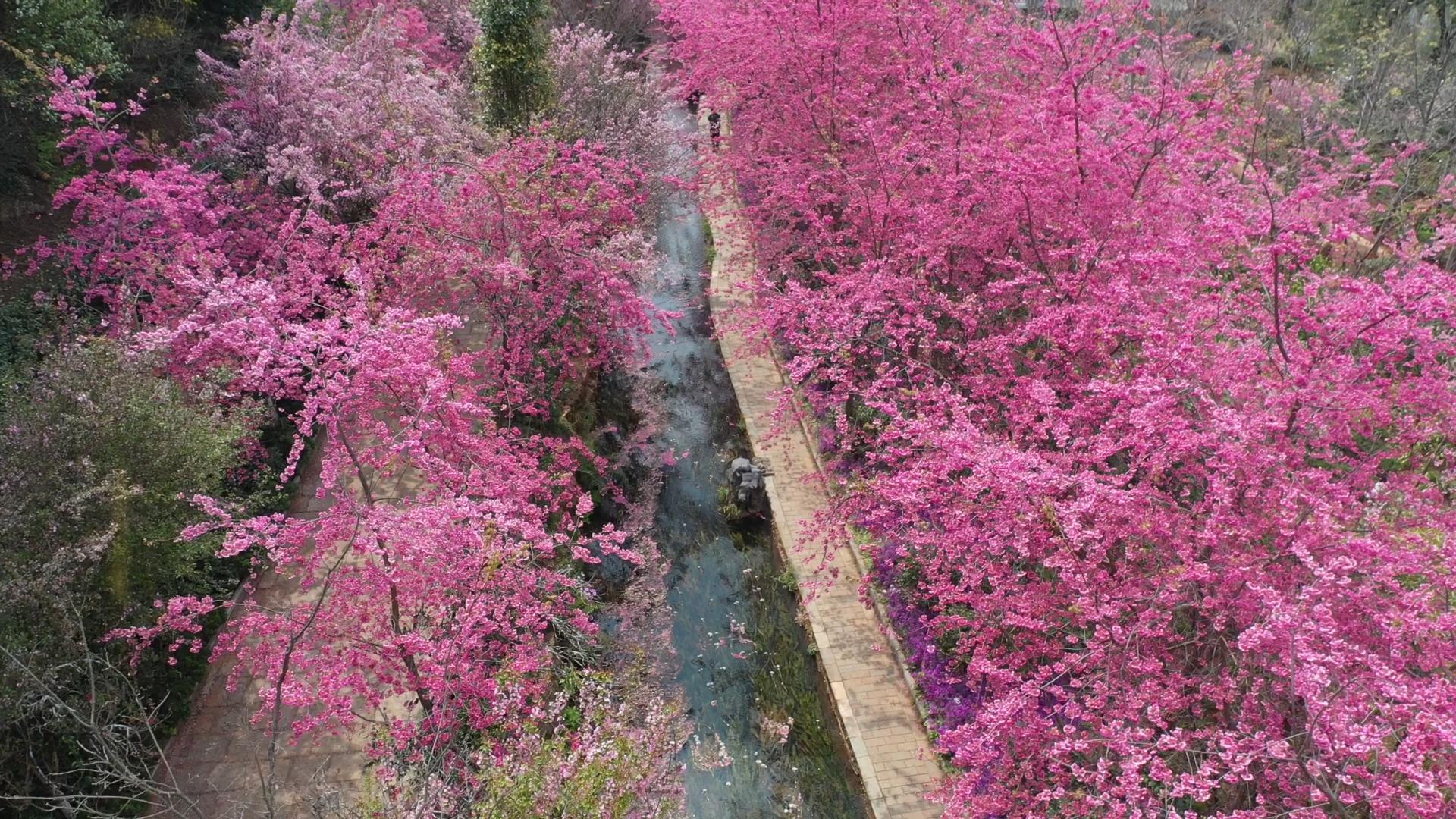 风吹樱花香-封面 风吹樱花香-封面