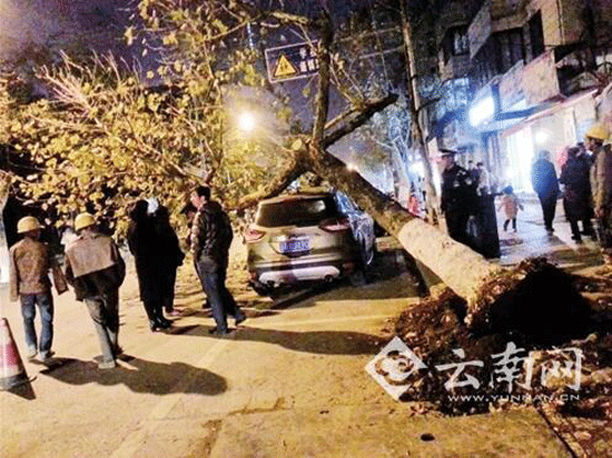 昆明书林街10余米高树倒下 砸中路边越野车 昆明书林街10余米高树倒下 砸中路边越野车