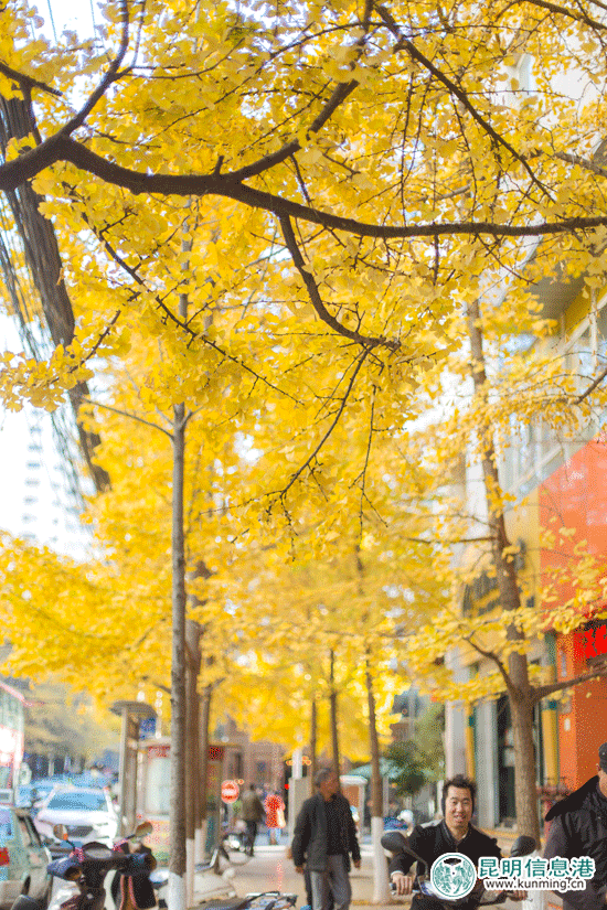 银杏叶将在12月中下旬落潮 抓紧时间到昆明这5个地方赏银杏 银杏叶将在12月中下旬落潮 抓紧时间到昆明这5个地方赏银杏
