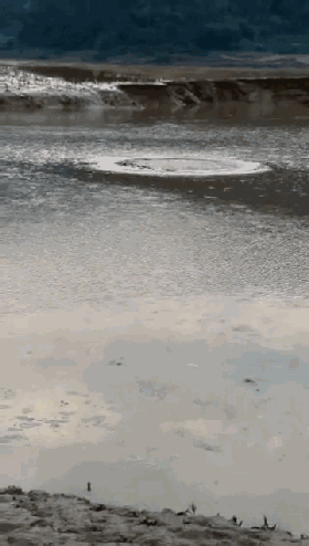 罗平一水塘现巨型'水怪'