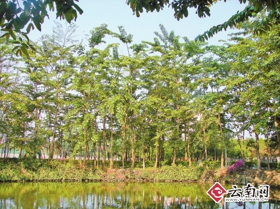 瑞丽珍稀植物园，濒危植物，扩繁