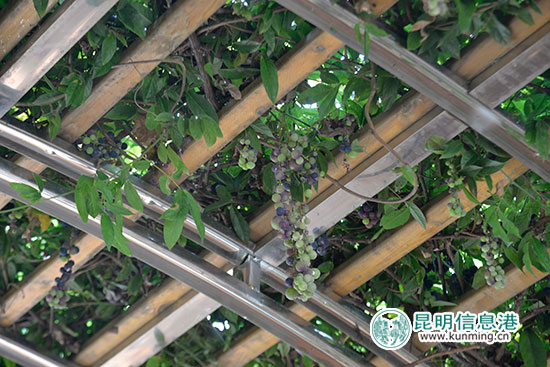 红色基因引领柯渡发展向好