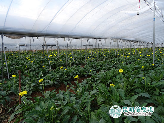 红色基因引领柯渡发展向好