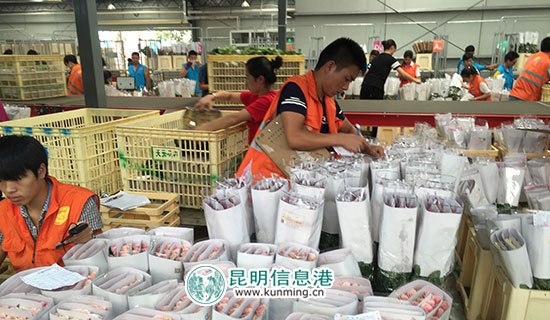 斗南花卉电子交易中心日拍卖量突破百万枝