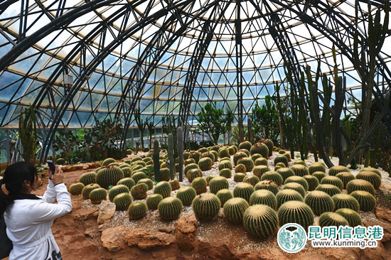 金殿全新改造多肉温室 金殿全新改造多肉温室
