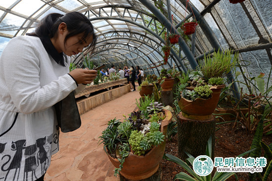 金殿全新改造多肉温室