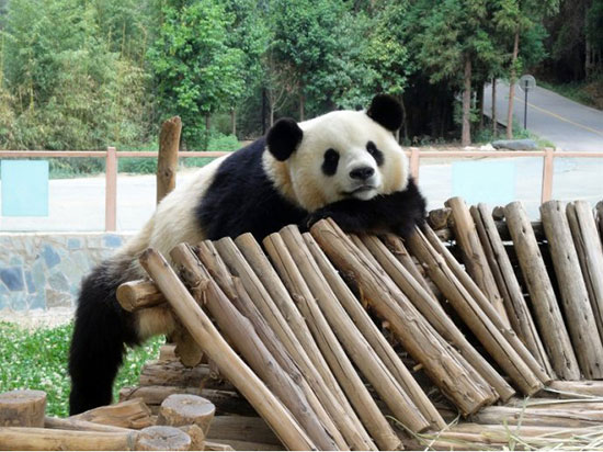 我家盘龙这五年:一江清流润万物大美盘龙正腾飞 我家盘龙这五年:一江清流润万物大美盘龙正腾飞