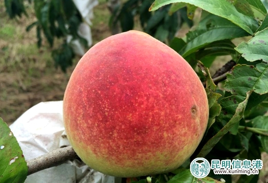 官渡区白汉场村500亩美味“晚香蜜桃”上市待采摘