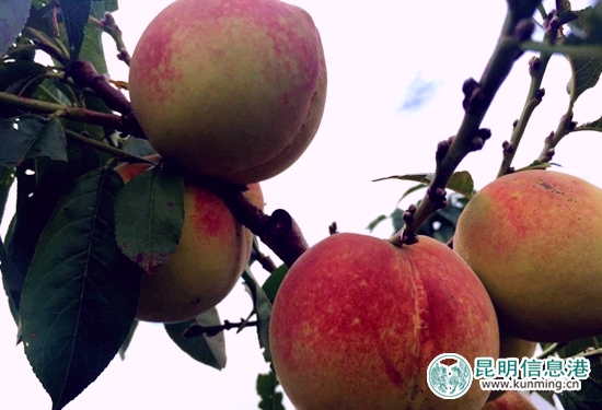 官渡区白汉场村500亩美味“晚香蜜桃”上市待采摘
