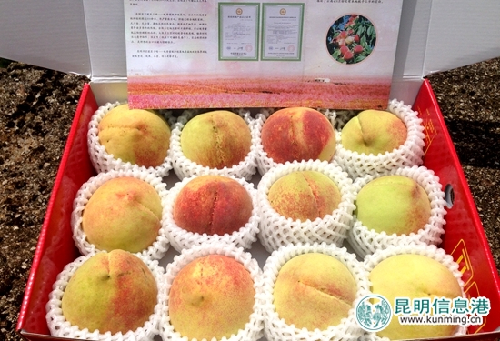 官渡区白汉场村500亩美味“晚香蜜桃”上市待采摘