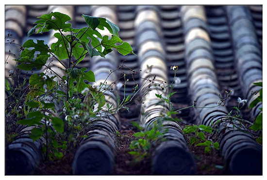 建水西庄镇新房古村 黄氏宗祠“凤在上龙在下”