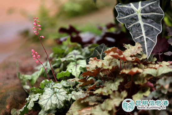 金殿花园节落幕 金秋观叶植物展精彩亮相