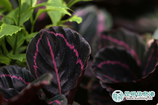 金殿花园节落幕 金秋观叶植物展精彩亮相