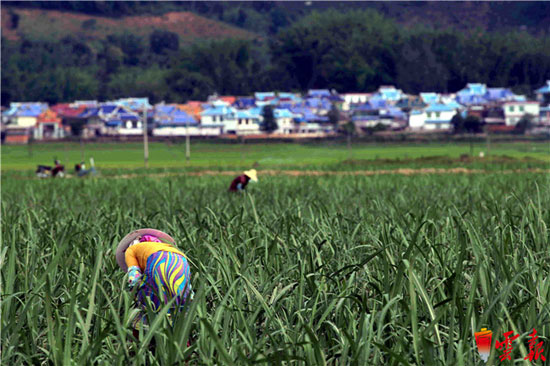 脱贫攻坚这事儿 听听云南县委书记们怎么说 脱贫攻坚这事儿 听听云南县委书记们怎么说