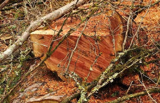 丽江老君山野生红豆杉遭盗伐? 云南省森林公安已介入调查 丽江老君山野生红豆杉遭盗伐? 云南省森林公安已介入调查