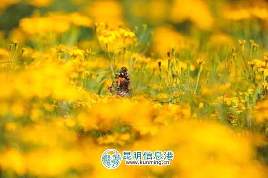 郊野公园第二届“寻香之旅”芳香万寿菊花展启幕