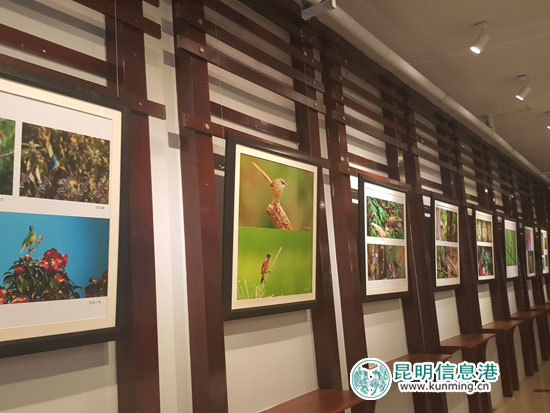 “高黎贡山的精灵”主题摄影展在五华区图书馆举行