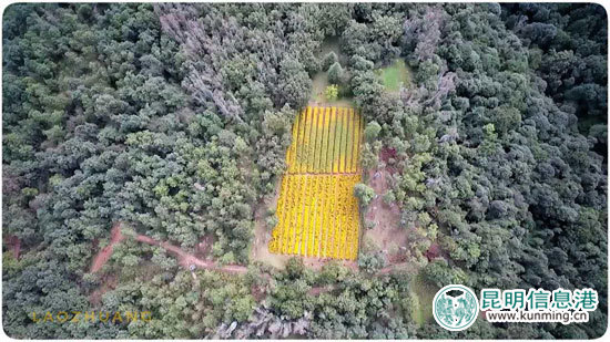 30余位彩龙网友齐聚郊野公园 开启寻香之约 30余位彩龙网友齐聚郊野公园 开启寻香之约