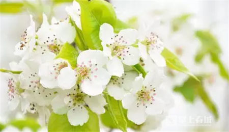 鲜花之城塔城桥城等 昆明居然有这么多实至名归的美名