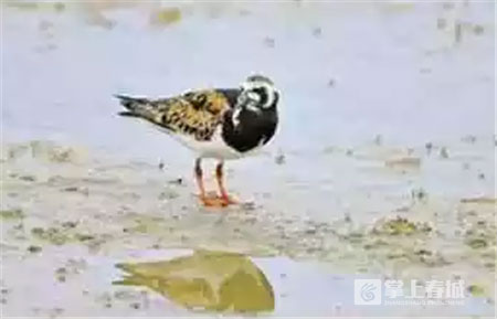 鲜花之城塔城桥城等 昆明居然有这么多实至名归的美名