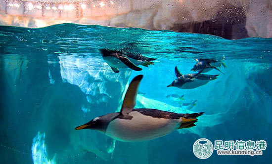 “南极精灵”造访引市民围观 “南极精灵”造访引市民围观