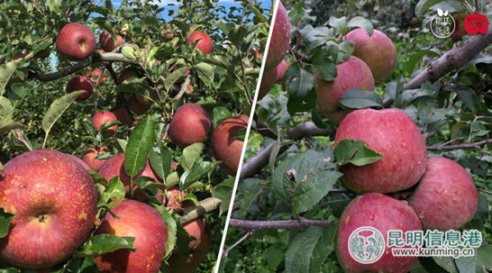 宁蒗,彝族,苹果