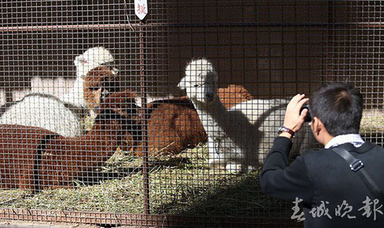 鸵鸟羊驼还有梅花鹿 昆明闹市惊现“山寨动物园” 鸵鸟羊驼还有梅花鹿 昆明闹市惊现“山寨动物园”