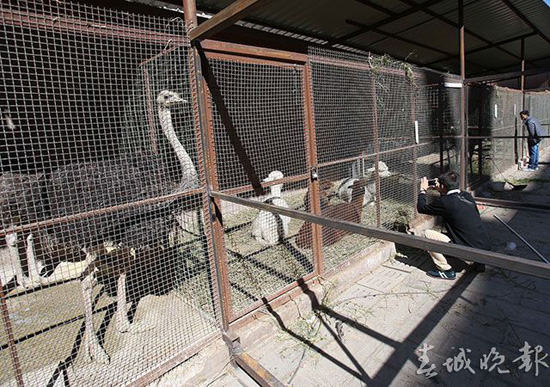 鸵鸟羊驼还有梅花鹿 昆明闹市惊现“山寨动物园” 鸵鸟羊驼还有梅花鹿 昆明闹市惊现“山寨动物园”