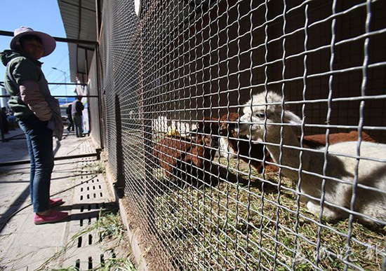 鸵鸟羊驼还有梅花鹿 昆明闹市惊现“山寨动物园” 鸵鸟羊驼还有梅花鹿 昆明闹市惊现“山寨动物园”
