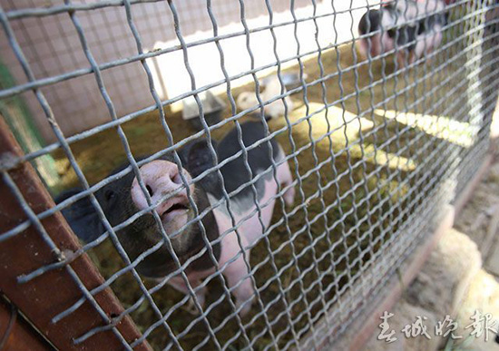 鸵鸟羊驼还有梅花鹿 昆明闹市惊现“山寨动物园” 鸵鸟羊驼还有梅花鹿 昆明闹市惊现“山寨动物园”