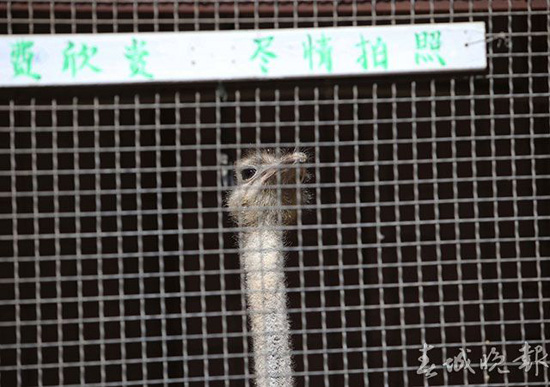 鸵鸟羊驼还有梅花鹿 昆明闹市惊现“山寨动物园” 鸵鸟羊驼还有梅花鹿 昆明闹市惊现“山寨动物园”