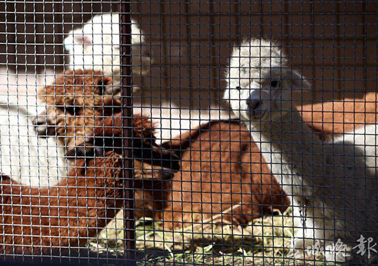鸵鸟羊驼还有梅花鹿 昆明闹市惊现“山寨动物园” 鸵鸟羊驼还有梅花鹿 昆明闹市惊现“山寨动物园”