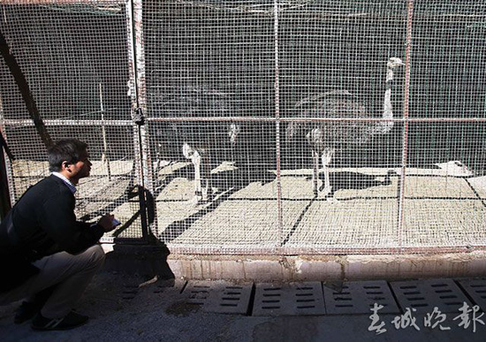 鸵鸟羊驼还有梅花鹿 昆明闹市惊现“山寨动物园” 鸵鸟羊驼还有梅花鹿 昆明闹市惊现“山寨动物园”