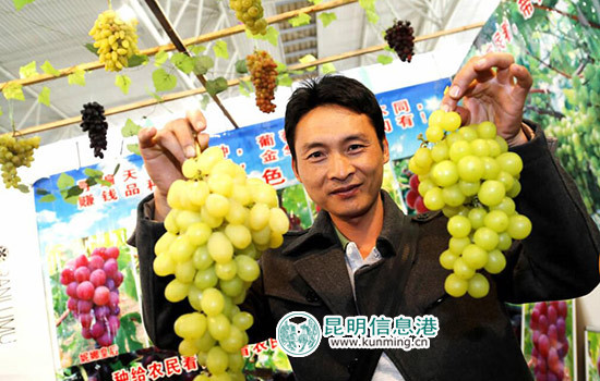 云南水果出口59.2万吨居全国首位 出口额93.3亿元 云南水果出口59.2万吨居全国首位 出口额93.3亿元