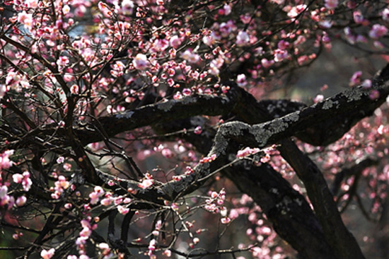 黑龙潭公园梅花节12月21日开幕 400岁古梅已绽放