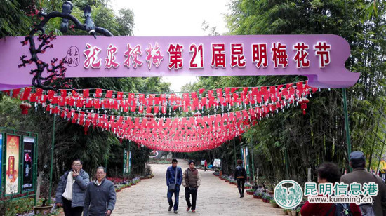 第21届昆明梅花节启幕 1.6万株（盆）梅花静待游人鉴赏