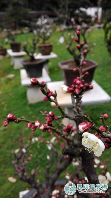 第21届昆明梅花节启幕 1.6万株（盆）梅花静待游人鉴赏