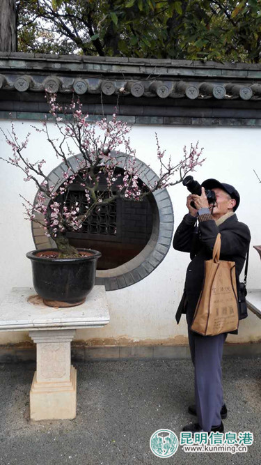 第21届昆明梅花节启幕 1.6万株（盆）梅花静待游人鉴赏