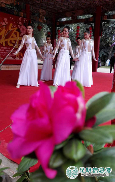 第21届昆明梅花节启幕 1.6万株（盆）梅花静待游人鉴赏