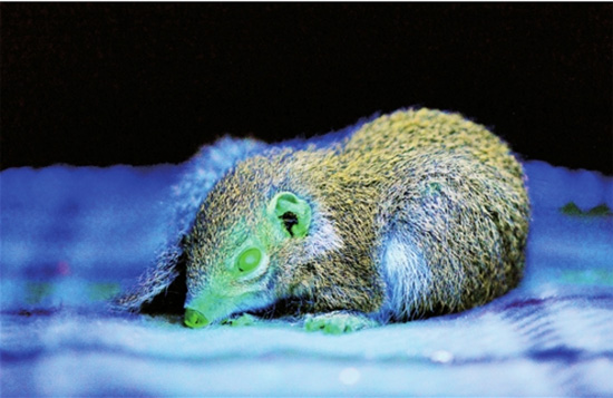 世界首只转基因树鼩在云南诞生 世界首只转基因树鼩在云南诞生