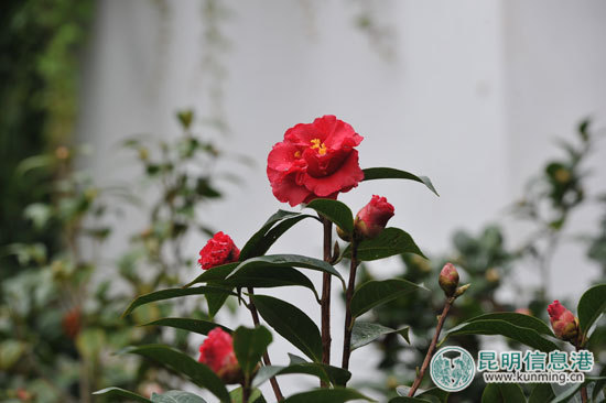 金殿,花展,亮点 金殿,花展,亮点