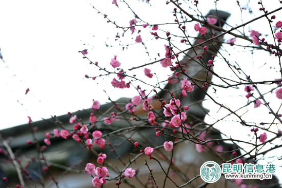 元旦小长假到黑龙潭“品味”非遗 一盒“云子”价值堪比宝马车 元旦小长假到黑龙潭“品味”非遗 一盒“云子”价值堪比宝马车