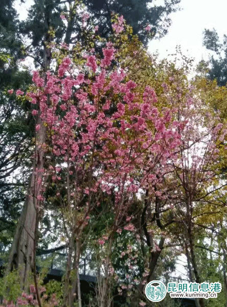 动物园,樱花,时间 动物园,樱花,时间