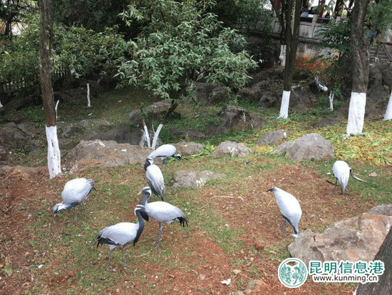 动物园,樱花,时间 动物园,樱花,时间