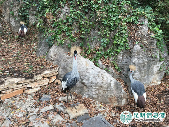 动物园,樱花,时间 动物园,樱花,时间