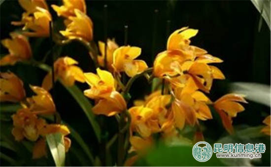 金殿温室区百余种兜兰惊艳面世