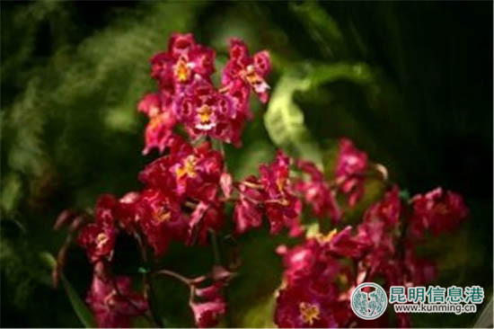 金殿温室区百余种兜兰惊艳面世