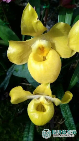 金殿温室区百余种兜兰惊艳面世