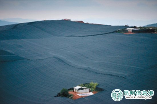 云南将把文山三七打造成全国中药材第一大品牌